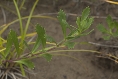 Artemisia littoricola