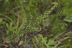 Artemisia littoricola