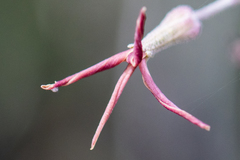 Lyrocarpa coulteri