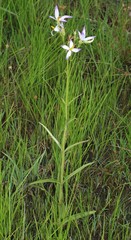 Exacum tetragonum