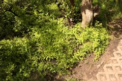 Asparagus asparagoides