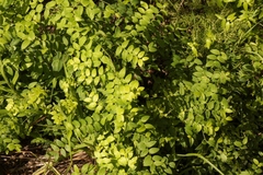 Asparagus asparagoides