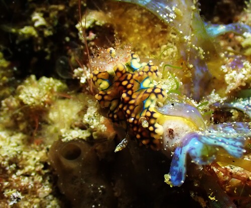 Miamira sinuata
