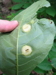 Caryomyia subulata