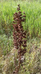 Rumex confertus