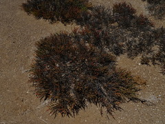 Tecticornia indica
