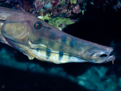 Pacific Trumpetfish