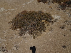 Tecticornia indica