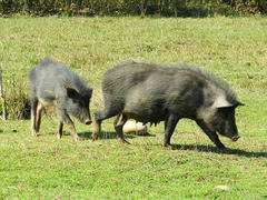 Sus scrofa