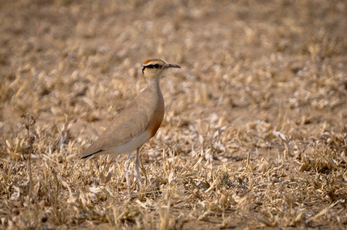 Temminck's Courser