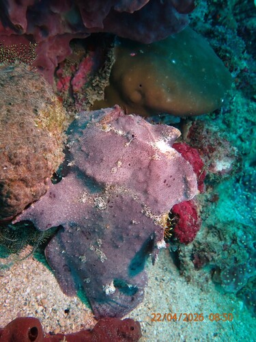 Antennarius commerson
