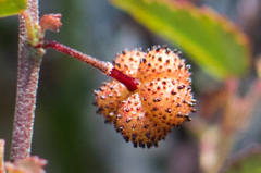 Ayenia compacta