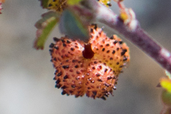 Ayenia compacta