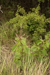 Plectranthus grallatus