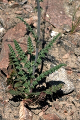 Oedibasis apiculata