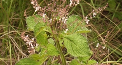 Plectranthus grallatus