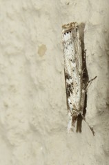 Crambus sparsellus