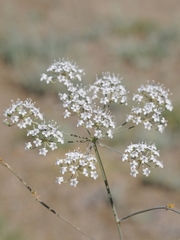 Oedibasis apiculata