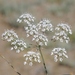 Oedibasis apiculata - Photo (c) vladimir_epiktetov, some rights reserved (CC BY-NC), uploaded by vladimir_epiktetov