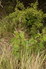 Plectranthus grallatus