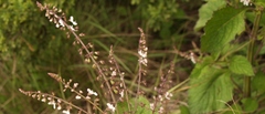 Plectranthus grallatus