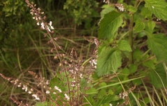 Plectranthus grallatus