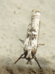 Crambus sparsellus