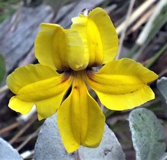 Goodenia hederacea