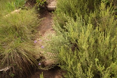 Lotononis lotononoides