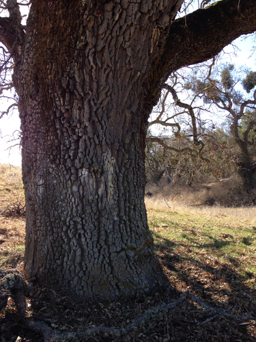 iNaturalist observation photo of valley oak