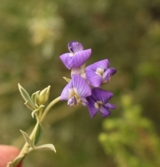 Lotononis lotononoides