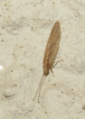Micromus oblongus