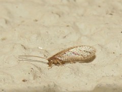 Micromus oblongus