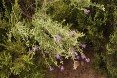 Lotononis lotononoides