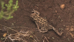 Vandijkophrynus