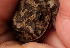 Vandijkophrynus