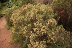 Passerina montivaga