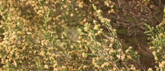 Passerina montivaga