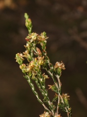 Passerina montivaga