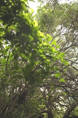 Dioscorea sylvatica