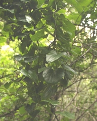 Dioscorea sylvatica