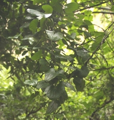 Dioscorea sylvatica