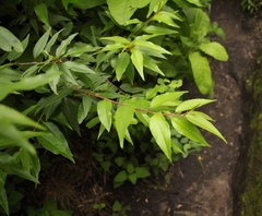 Prunus africana