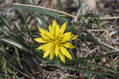 Pseudopodospermum strictum