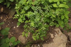 Rubus ludwigii