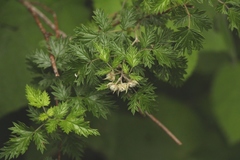 Rubus ludwigii