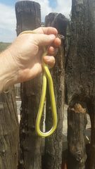 Psammophis subtaeniatus