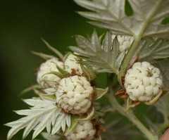 Rubus ludwigii