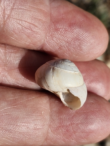 Sphincterochila candidissima