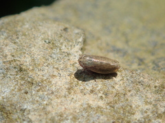 Euscelis incisus
